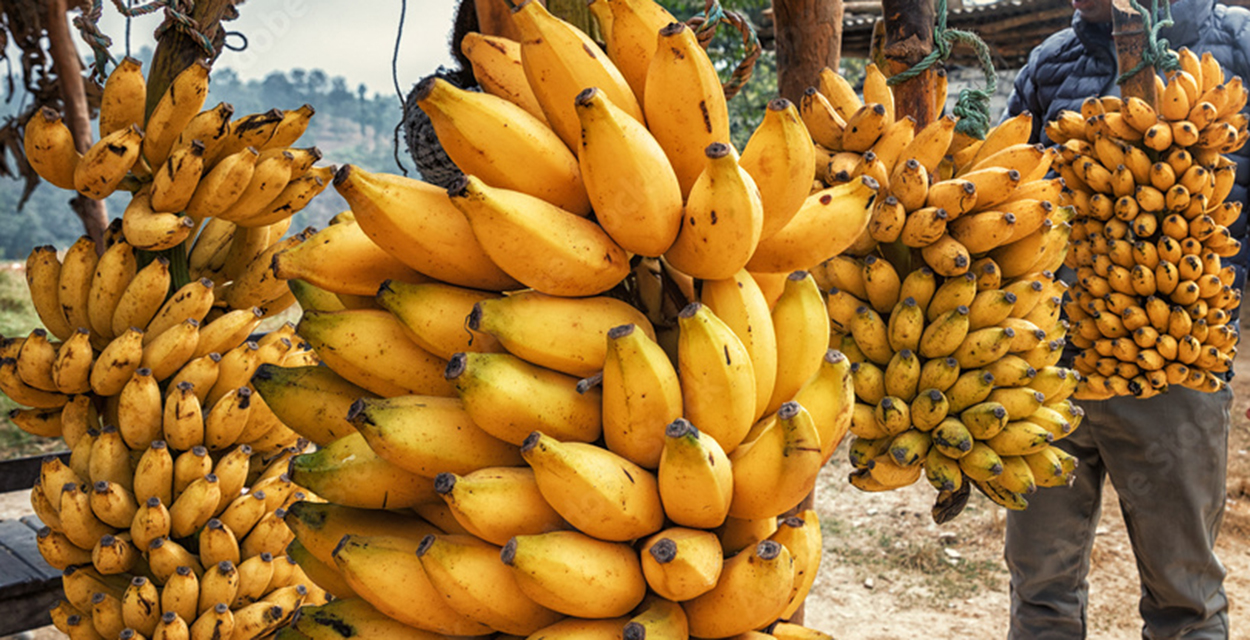 पाकेको केराको मूल्य दर्जनको हालसम्मकै उच्च