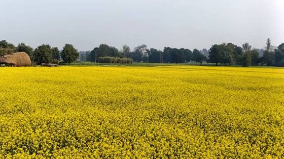 कञ्चनपुरमा तोरी खेती विस्तार हुँदै