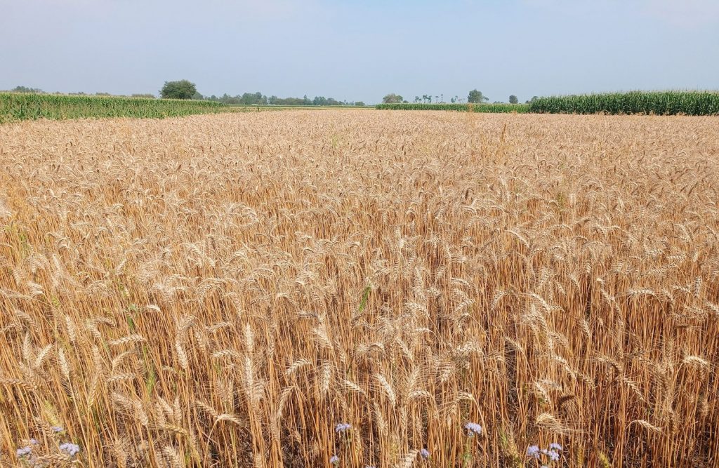 बाँकेमा गहुँ खेती क्षेत्र घट्यो, उत्पादन बढ्यो