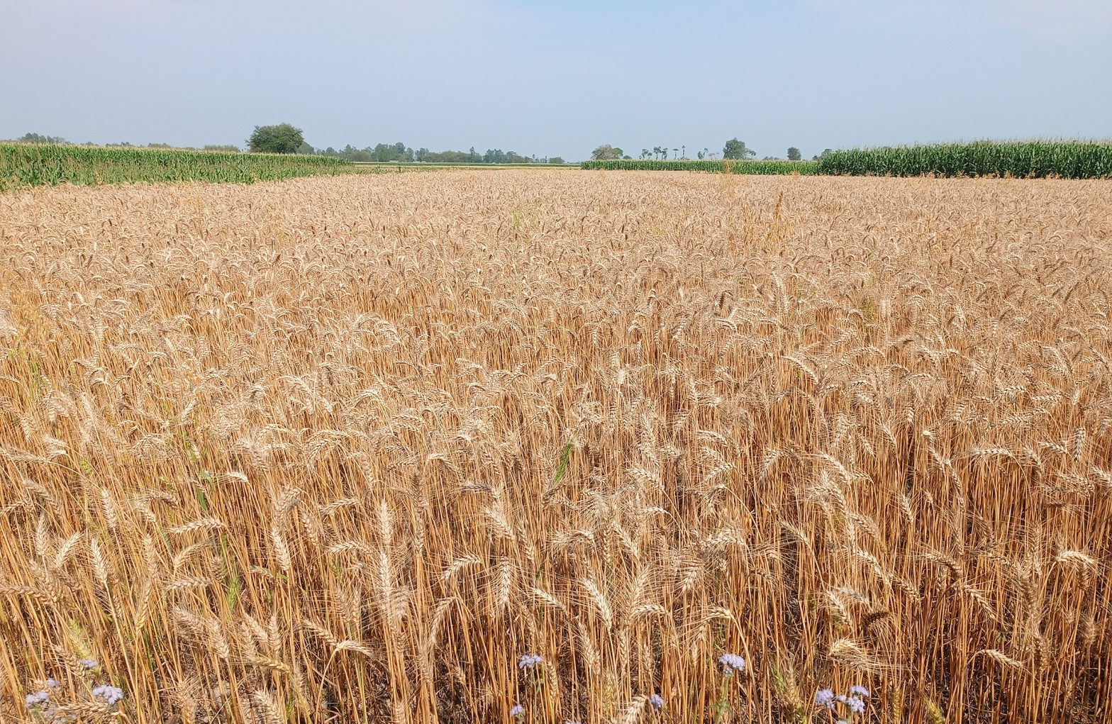 बाँकेमा गहुँ खेती क्षेत्र घट्यो, उत्पादन बढ्यो