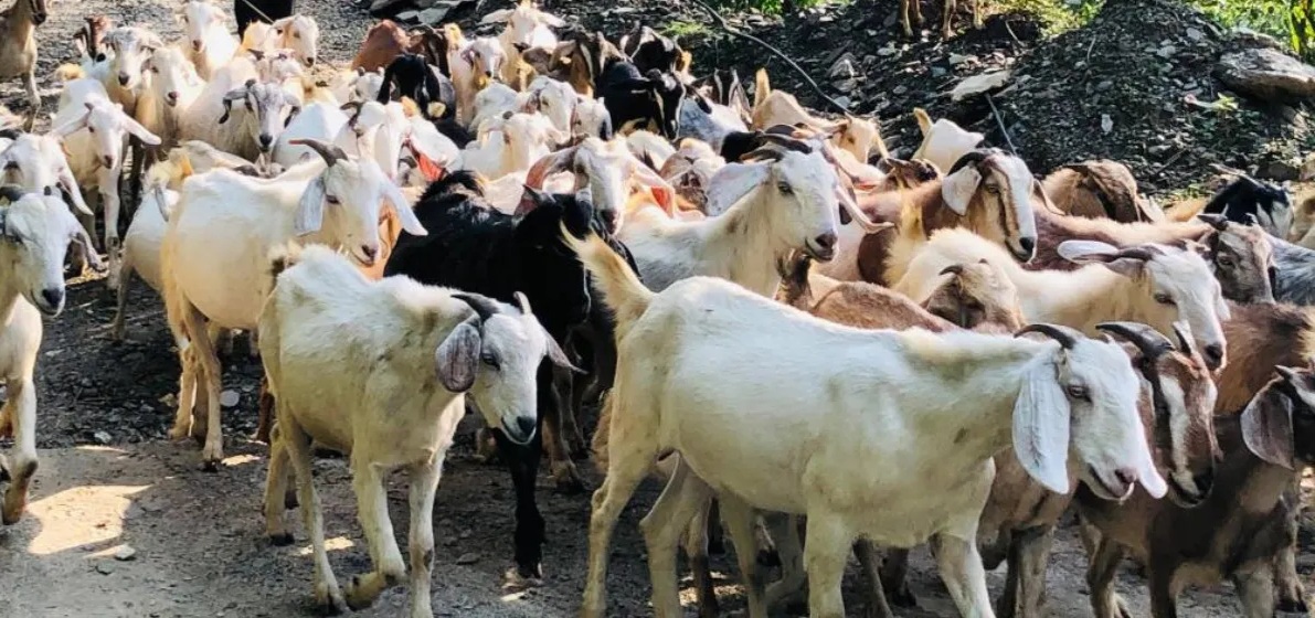 चितवनमा ३० करोड बढी खसीको व्यापार