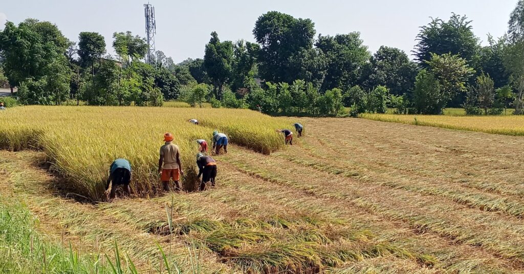 धान भित्र्याउने कामदार अभाव, किसानहरु हैरान