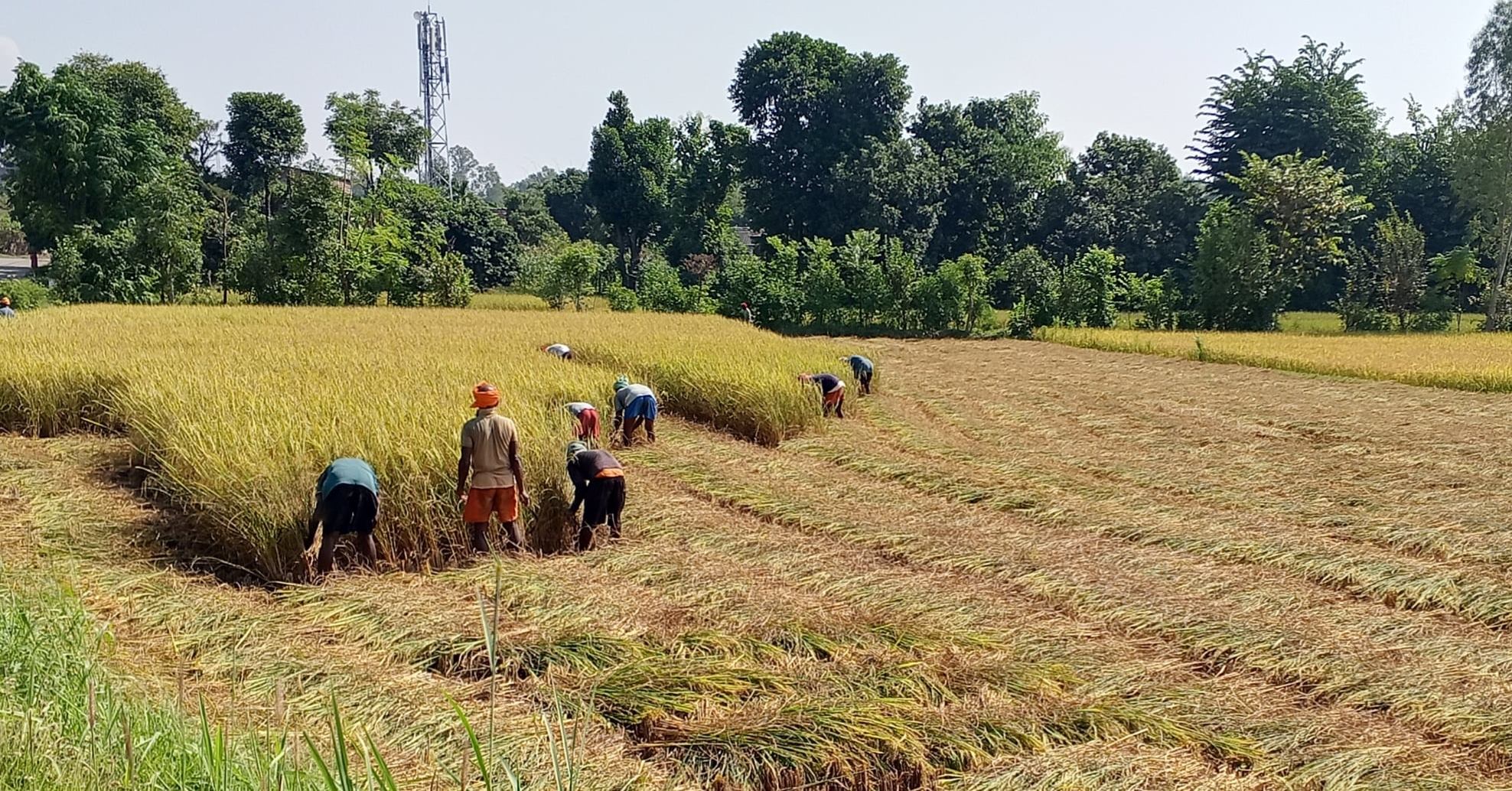 धान भित्र्याउने कामदार अभाव, किसानहरु हैरान